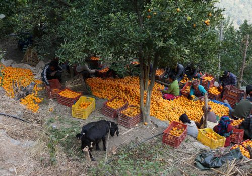 सडक पुगेपछि फस्टायो सुन्तला खेती