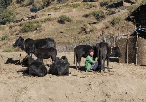 स्थानीय जातका गाईको गहुँतले कालो ढुसीबाट बचाउने