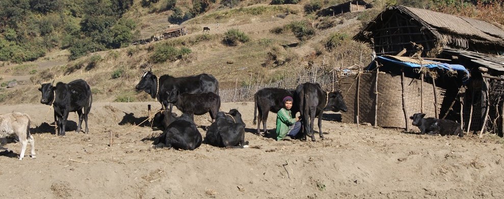 स्थानीय जातका गाईको गहुँतले कालो ढुसीबाट बचाउने