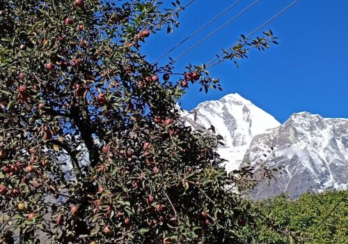 मुस्ताङबाट निर्खियो स्याउ, ८२ करोड रुपैयाँको स्याउ निर्यात