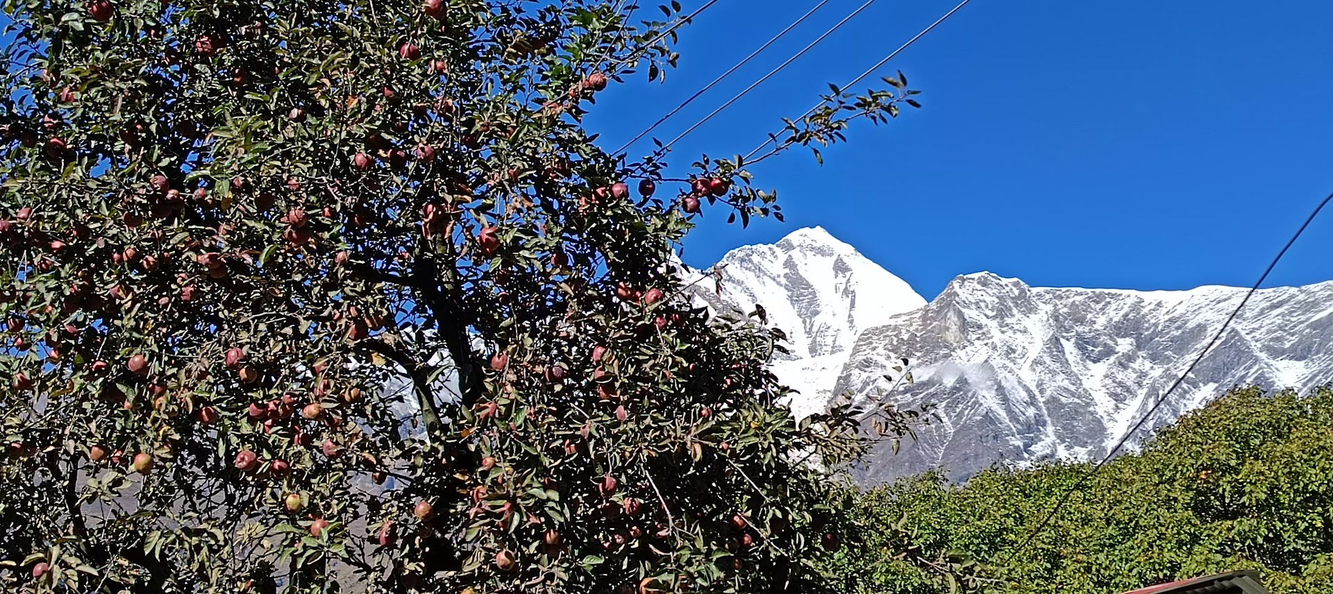 मुस्ताङबाट निर्खियो स्याउ, ८२ करोड रुपैयाँको स्याउ निर्यात