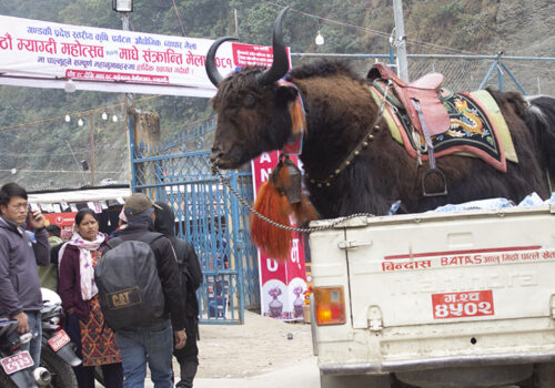 म्याग्दी महोत्सवलाई जनताको प्रश्नै प्रश्न