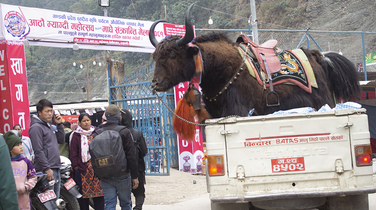 म्याग्दी महोत्सवलाई जनताको प्रश्नै प्रश्न