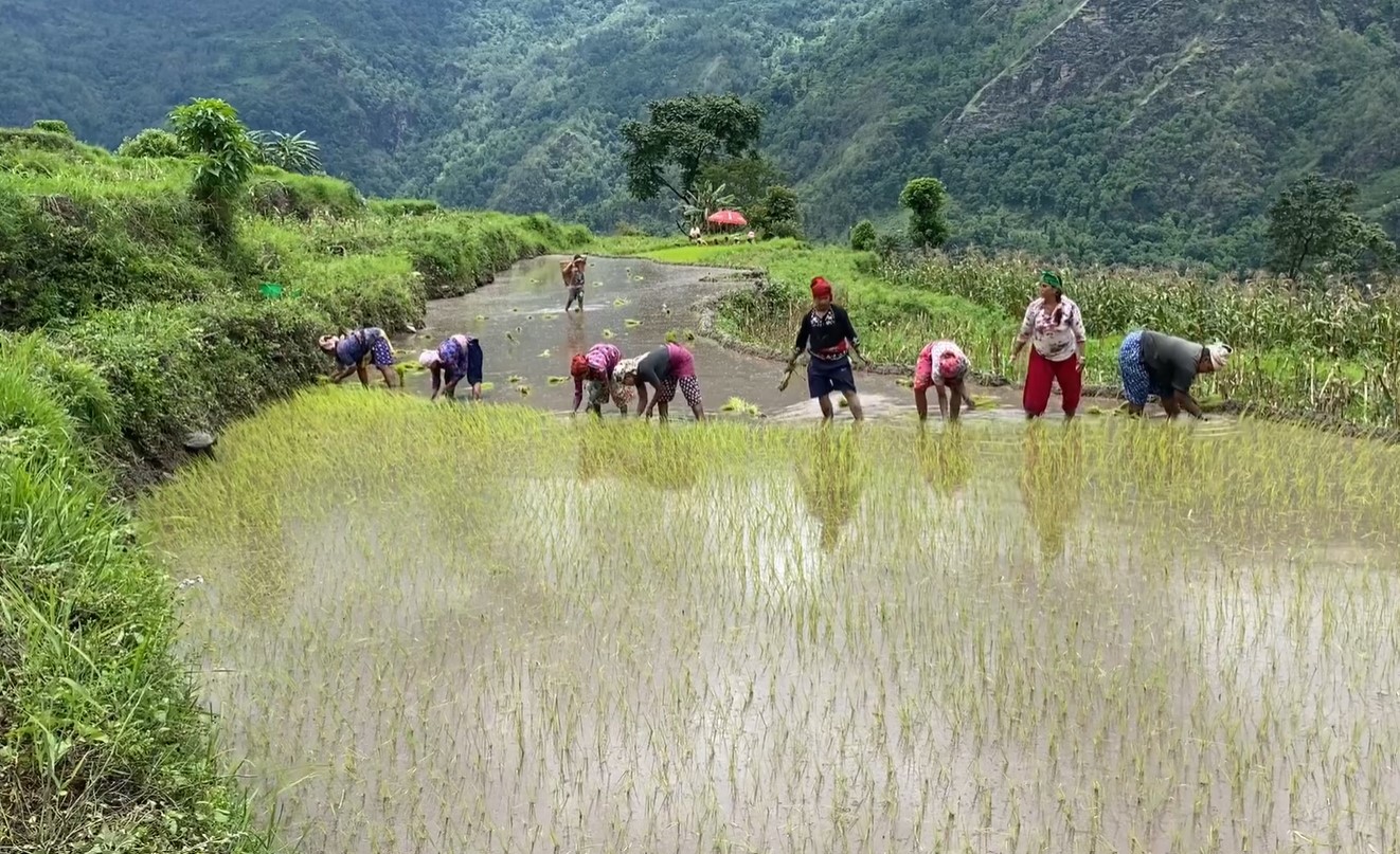 बाँझिँदै खेत, नासिँदै असारे भाका